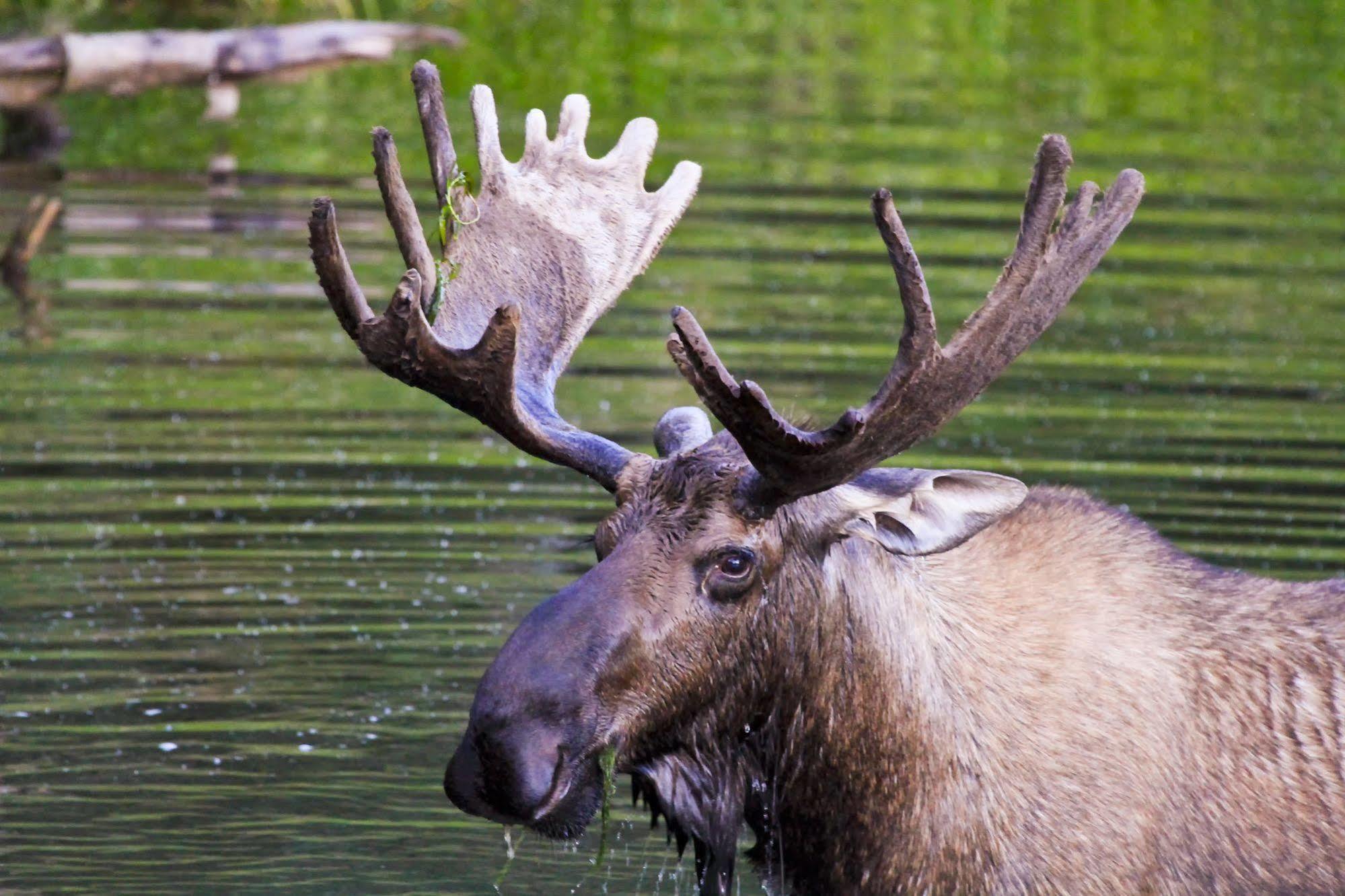 Chena Hot Springs Resort Fairbanks Bagian luar foto